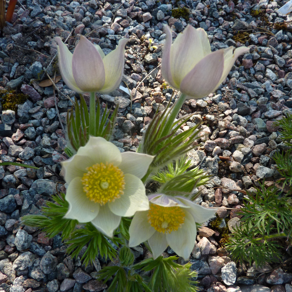 Белые цветы прострел растут на камнях