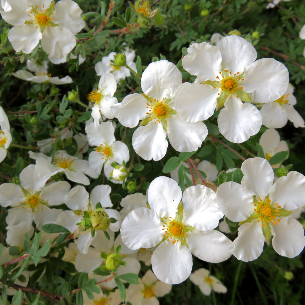 Белые цветы на ветке дерева крупным планом
