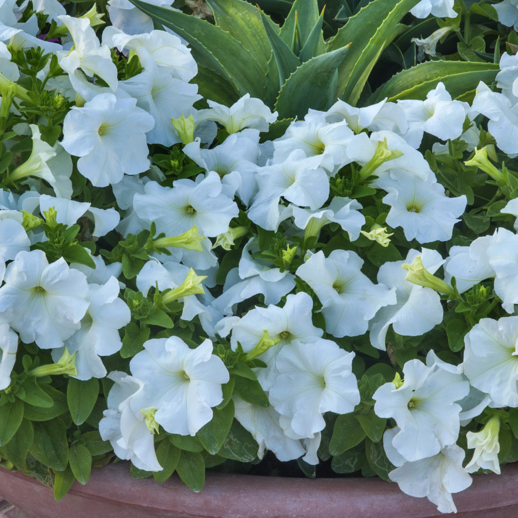 Белые цветы петуния крупным планом