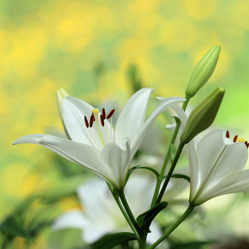 Белые лилии с бутонами крупным планом