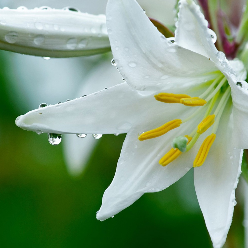 Белая лилия с бутонами в каплях росы