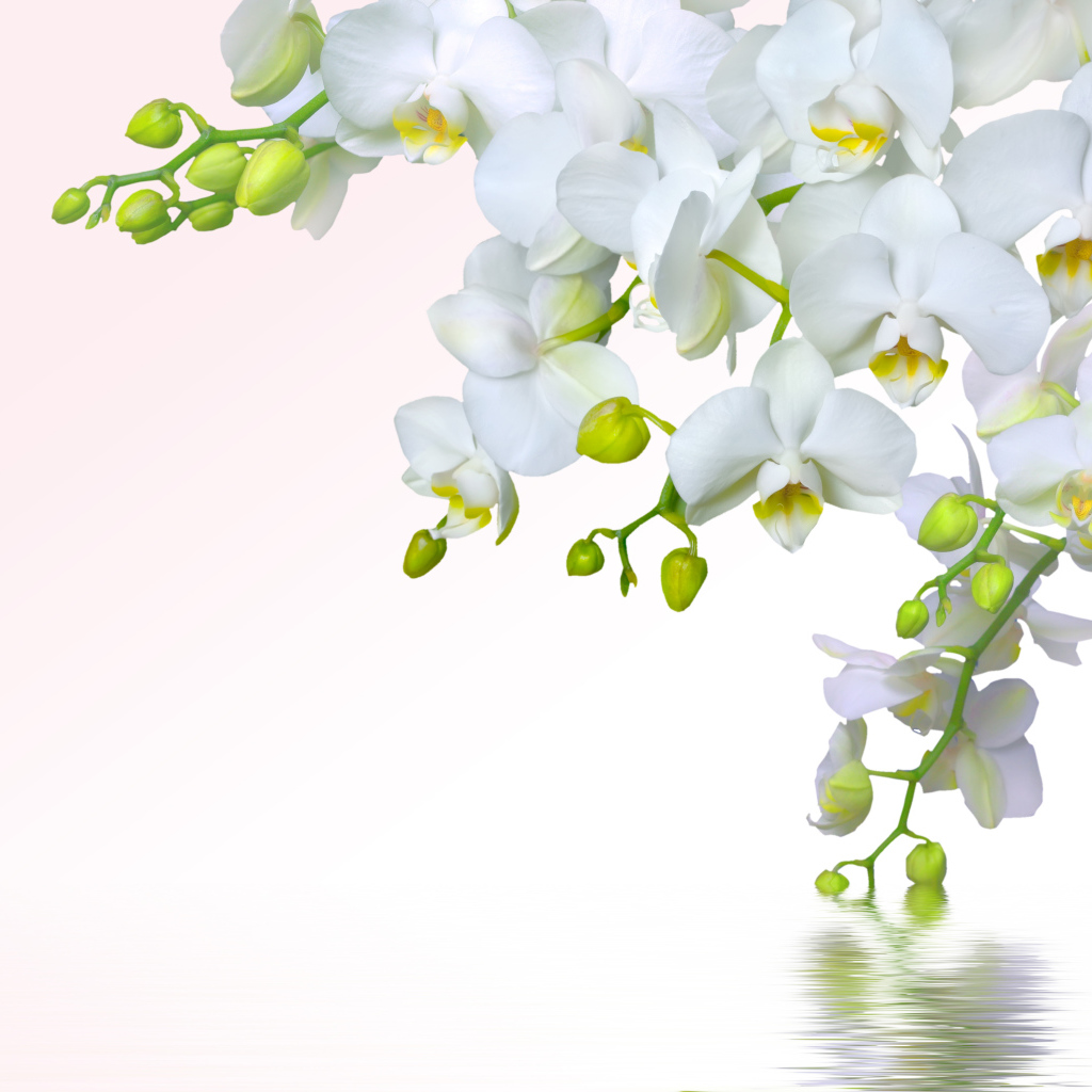 Ветка белой орхидеи на белом фоне, шаблон для открытки