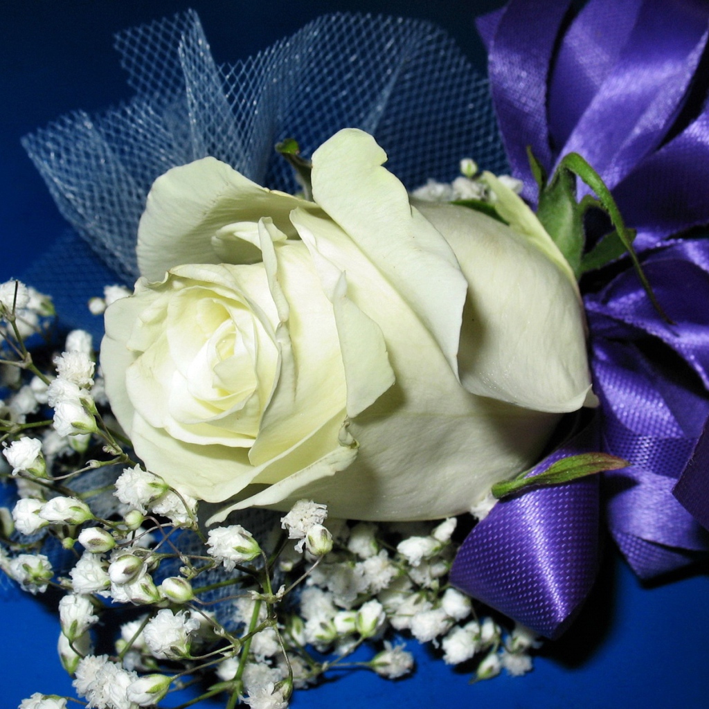 Белая роза с гипсофилой перевязаны фиолетовой лентой
