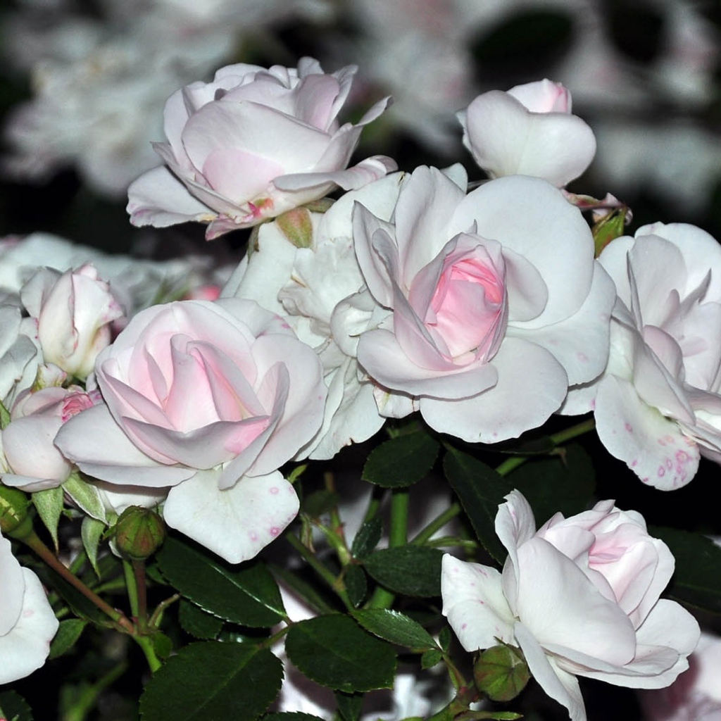 Белые розы с розовыми серединками