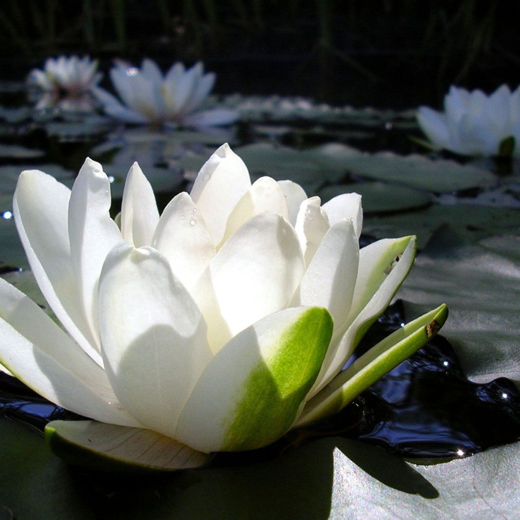 Белая кувшинка с зелеными листьями в воде