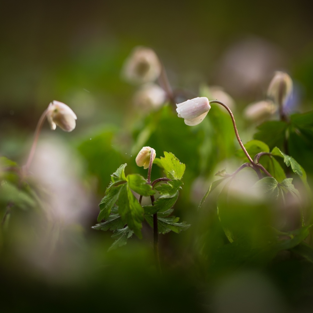 Полевые цветы Ветреница распускаются на рассвете 