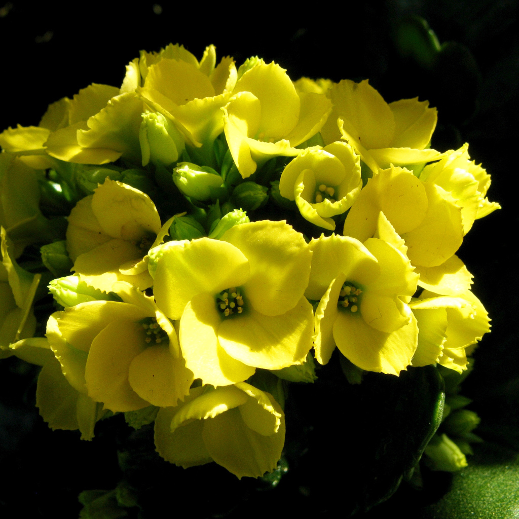 Желтый цветок каланхоэ крупным планом