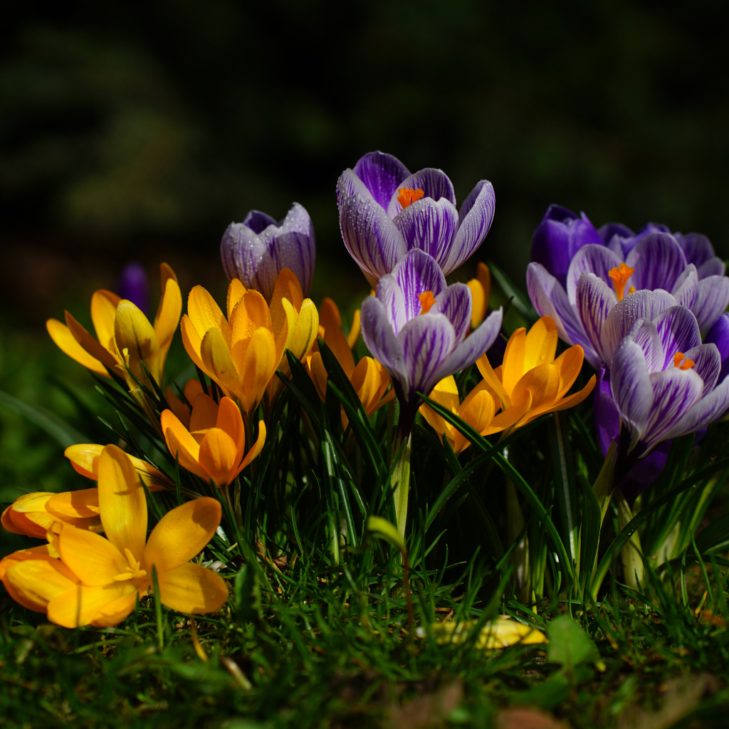 Желтые и фиолетовые цветы крокусы  