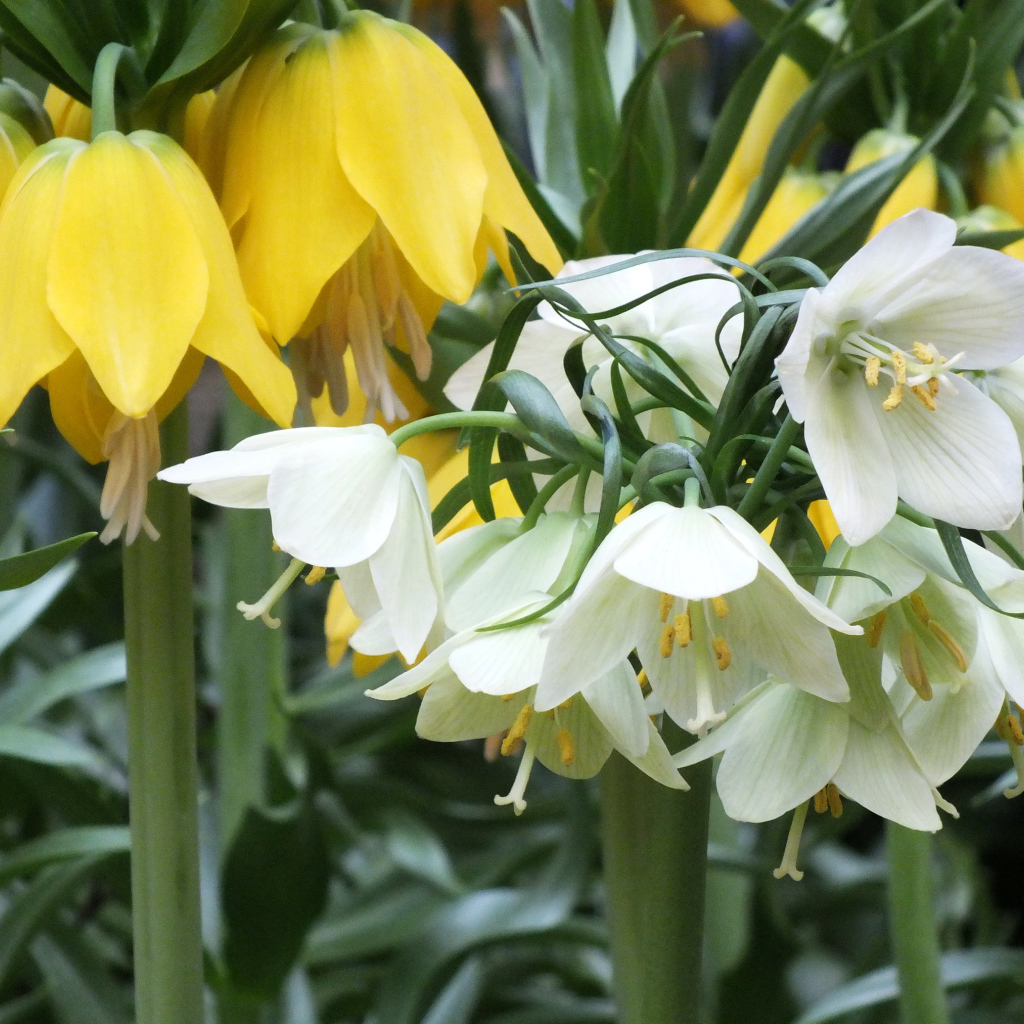 Желтые и белые цветы рябчики в саду