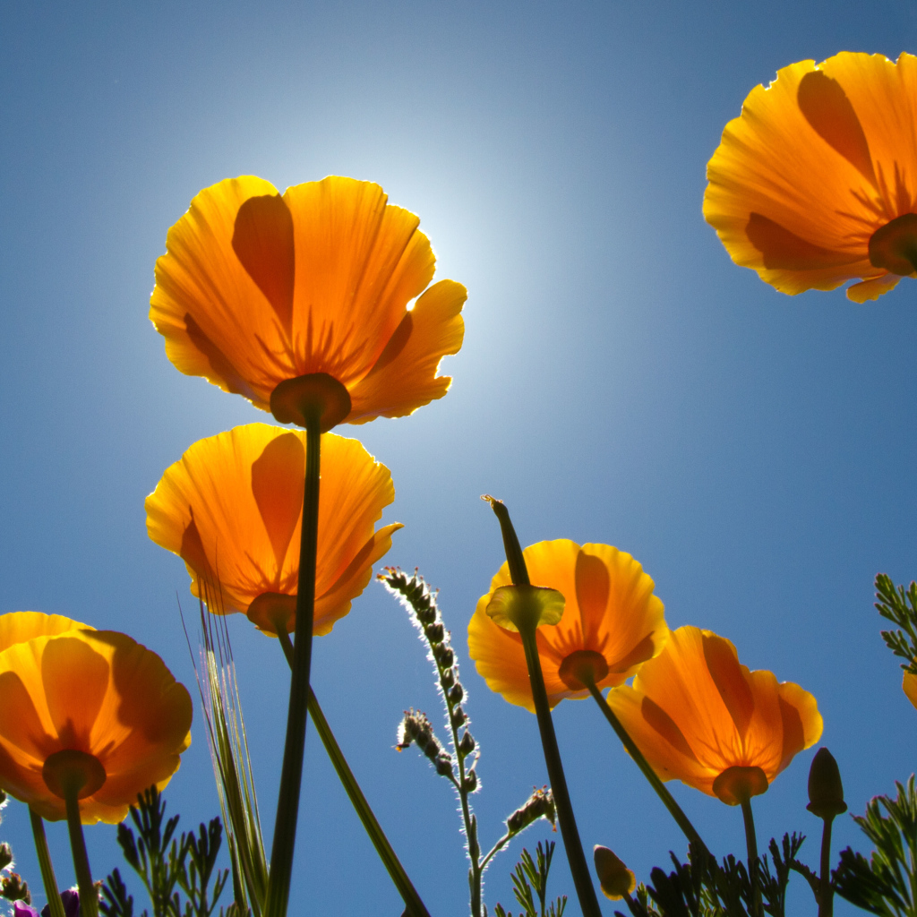 Желтые красивые цветы Эшшольция на фоне голубого неба 