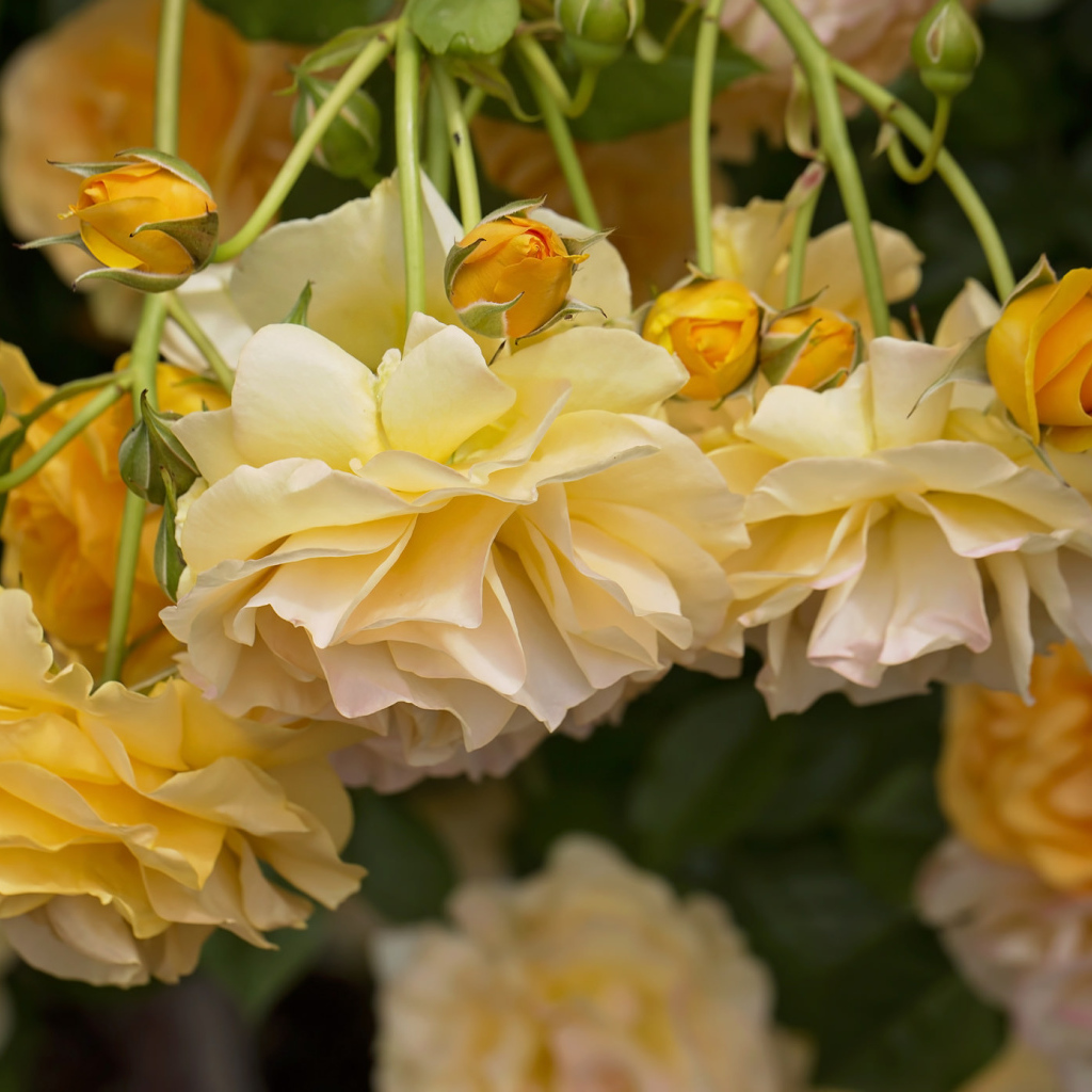 Желтые красивые розы с бутонами