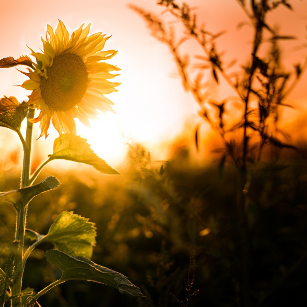 Желтый цветущий подсолнух на закате солнца
