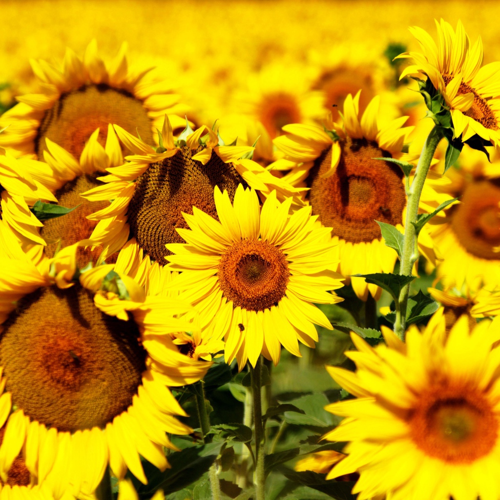 Желтые цветущие подсолнухи крупным планом