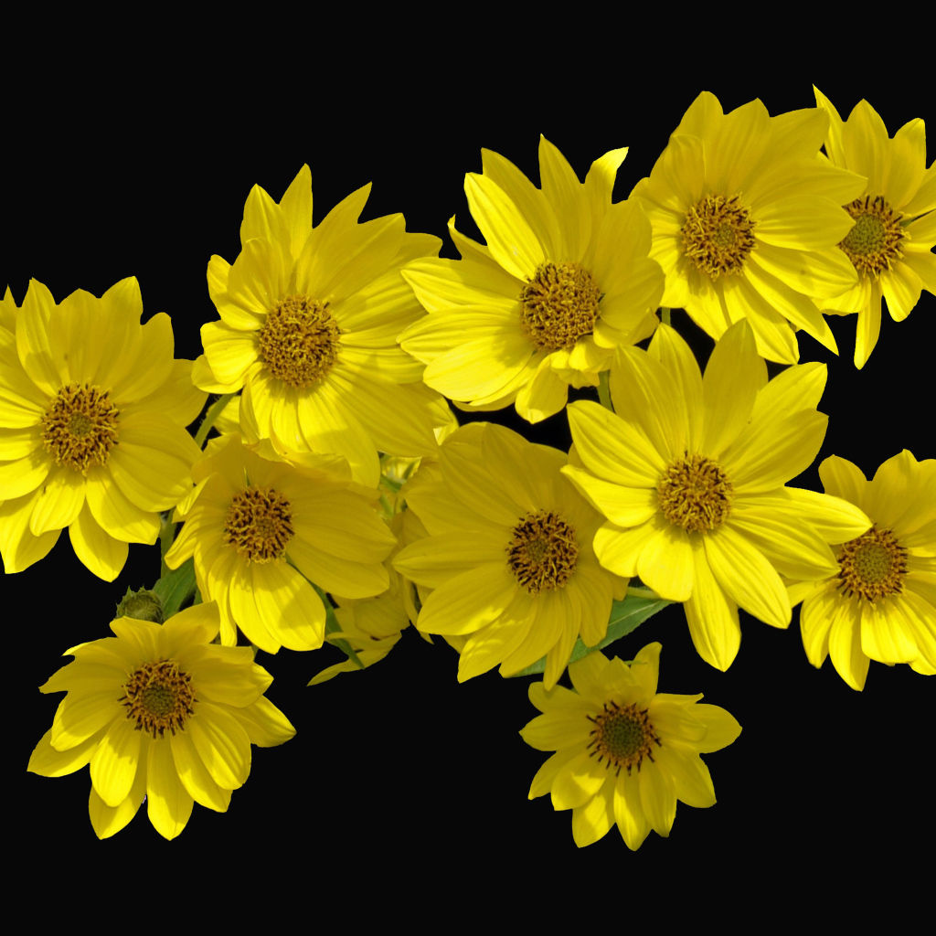 Желтые цветы Гелиопсис на черном фоне