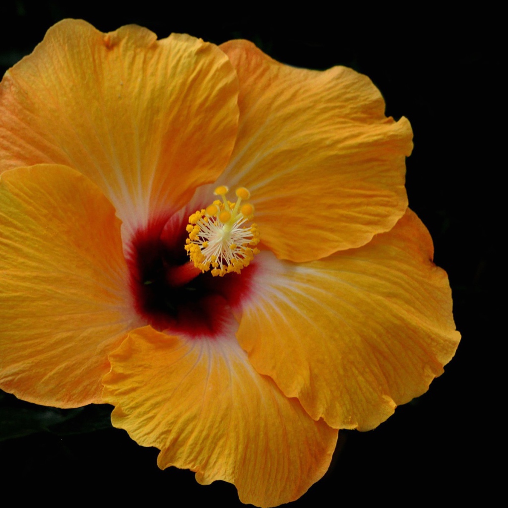 Желтый цветок гибискуса на черном фоне 