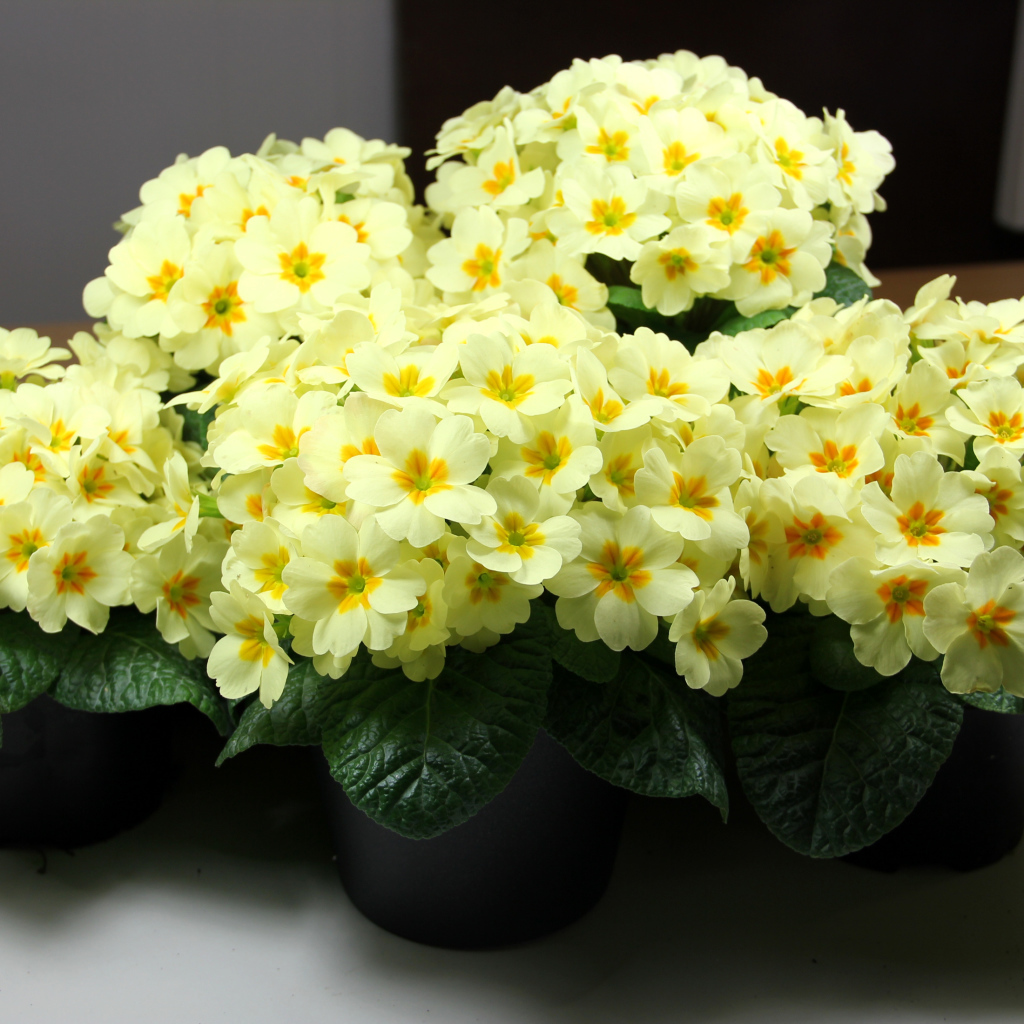 Желтые комнатные цветы примула в горшочках