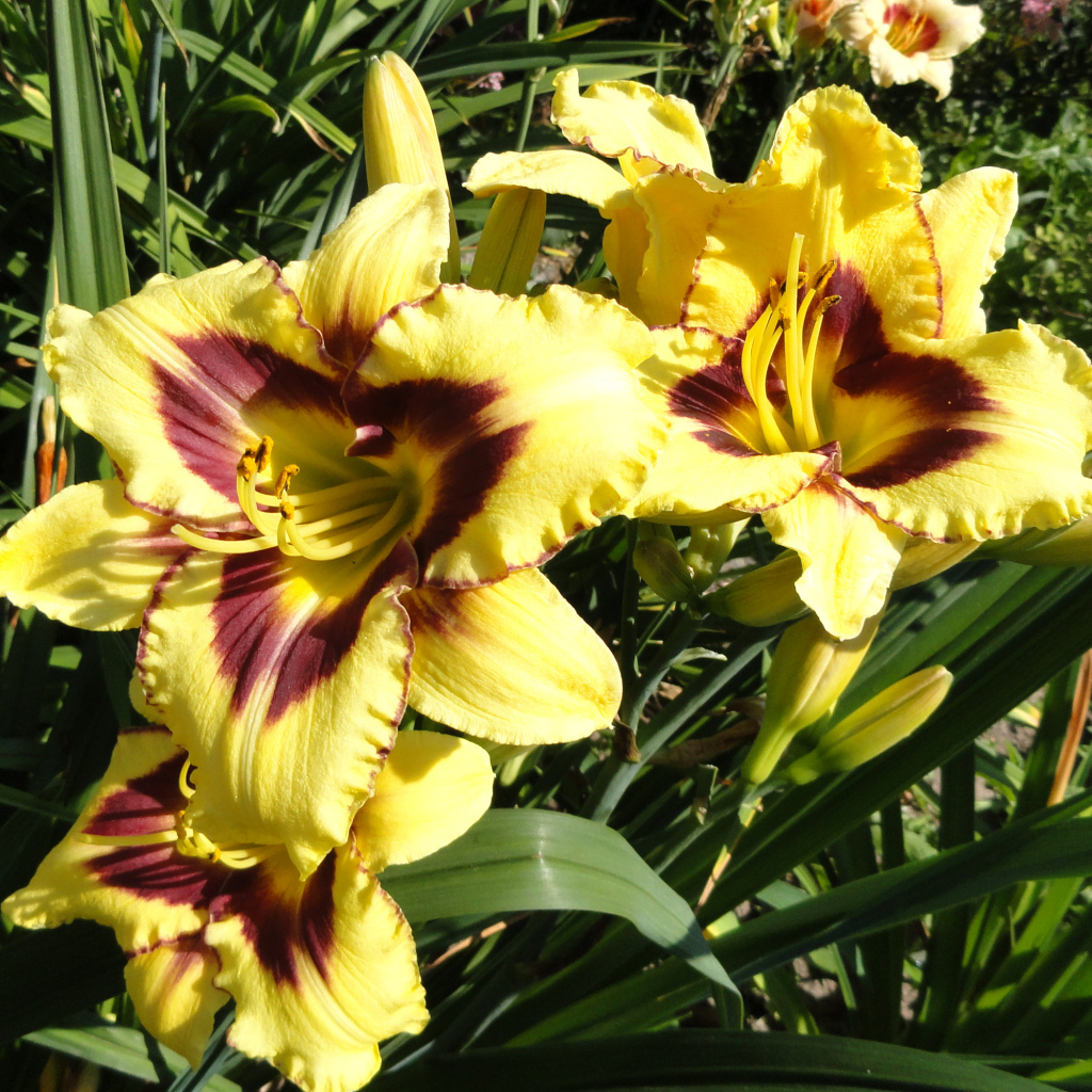 Желтые лилии с бутонами на клумбе