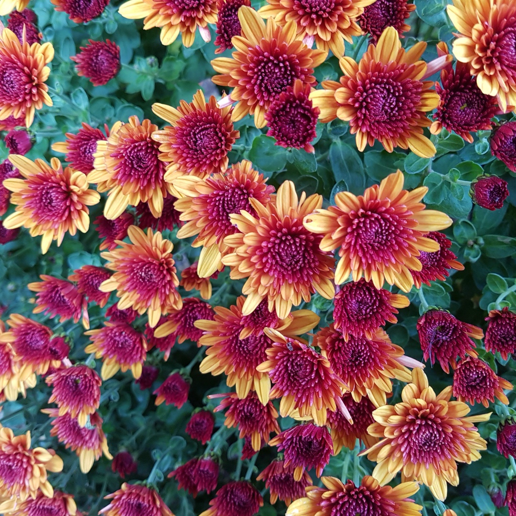 Желто  розовые красивые хризантемы 