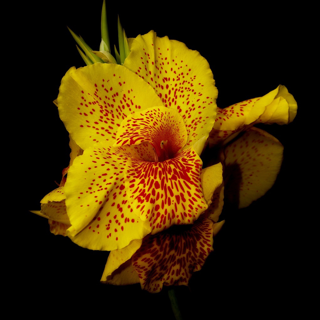 Желтый пятнистый цветок канна на черном фоне