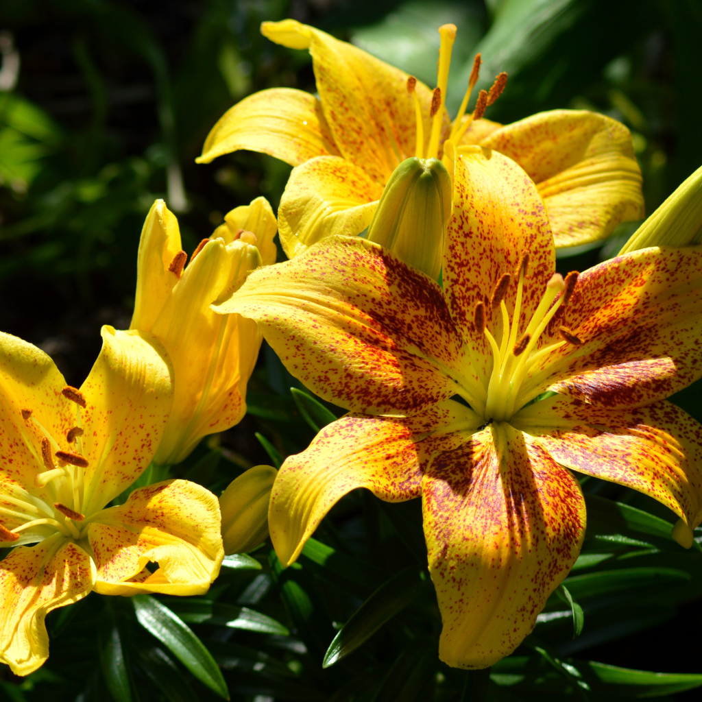 Желтые пятнистые лилии на клумбе крупным планом