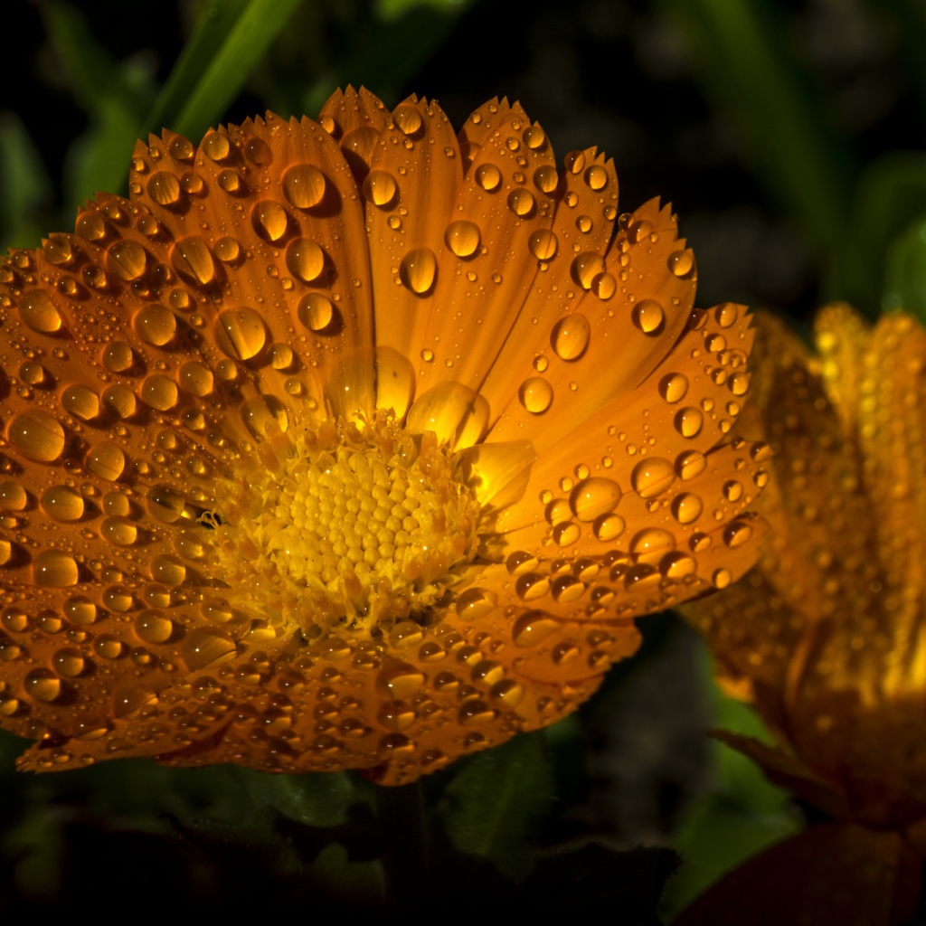 Желтые летние цветы Рудбекия в каплях воды 