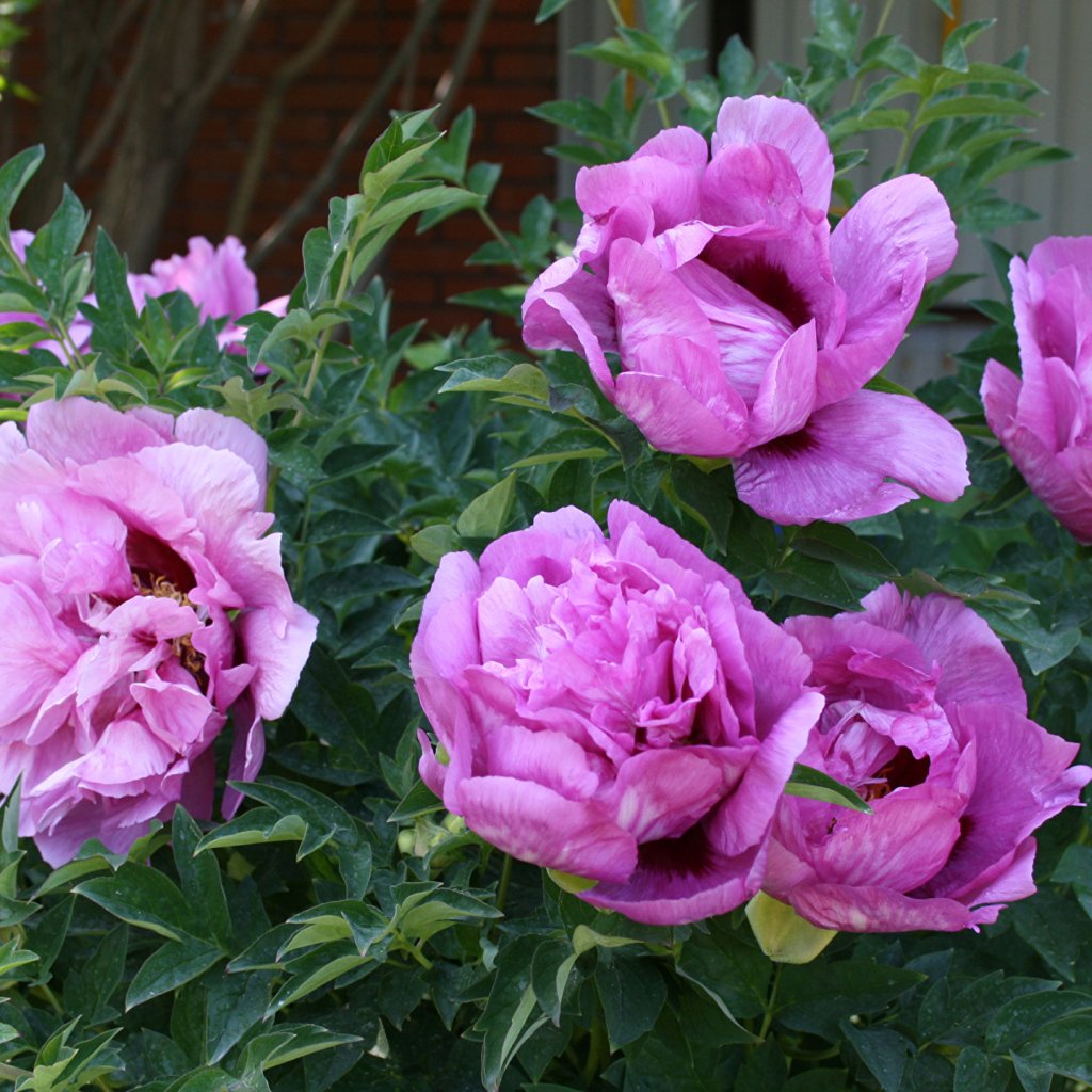 Красивые розовые садовые пионы 