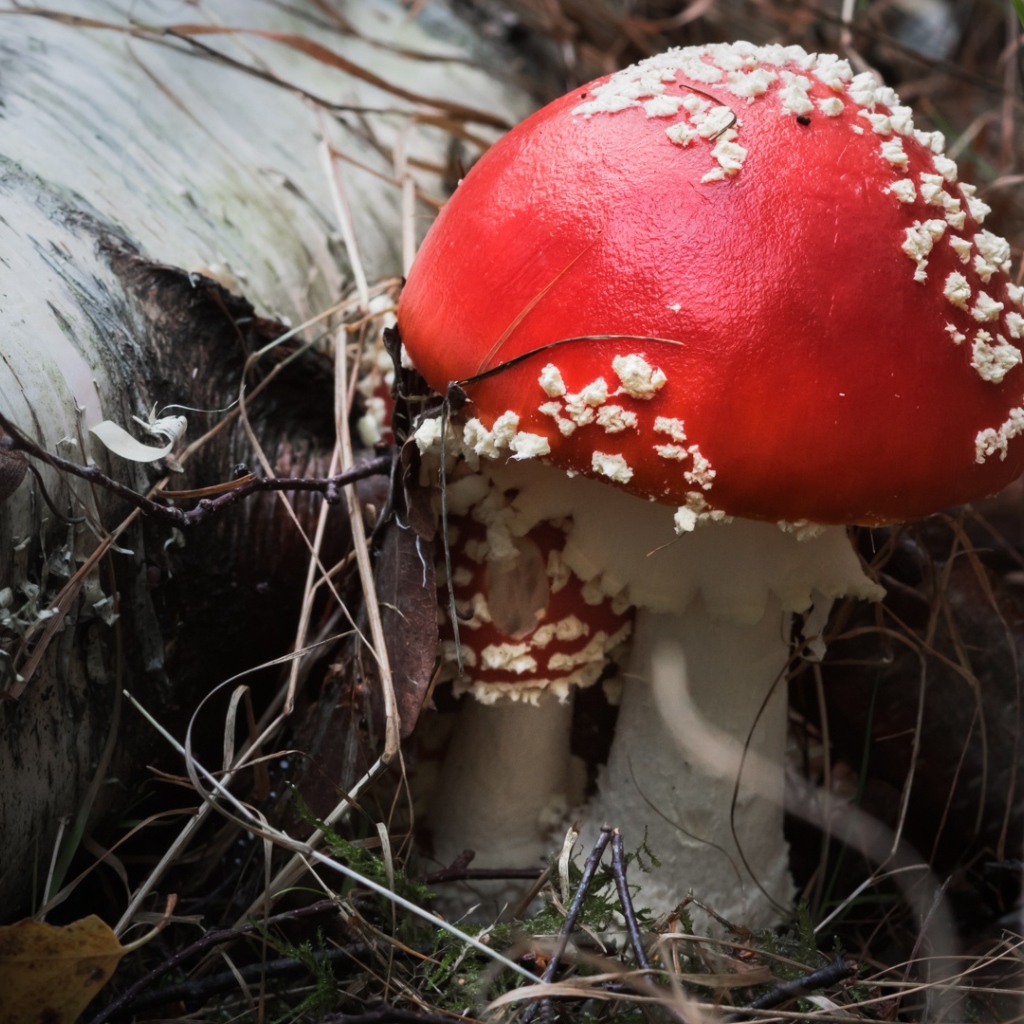 Красивый гриб мухомор с красной шляпкой у сухой березы