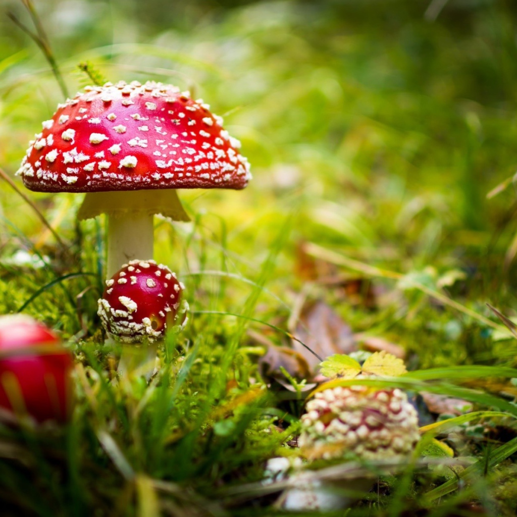 Красные грибы мухоморы в лесу 