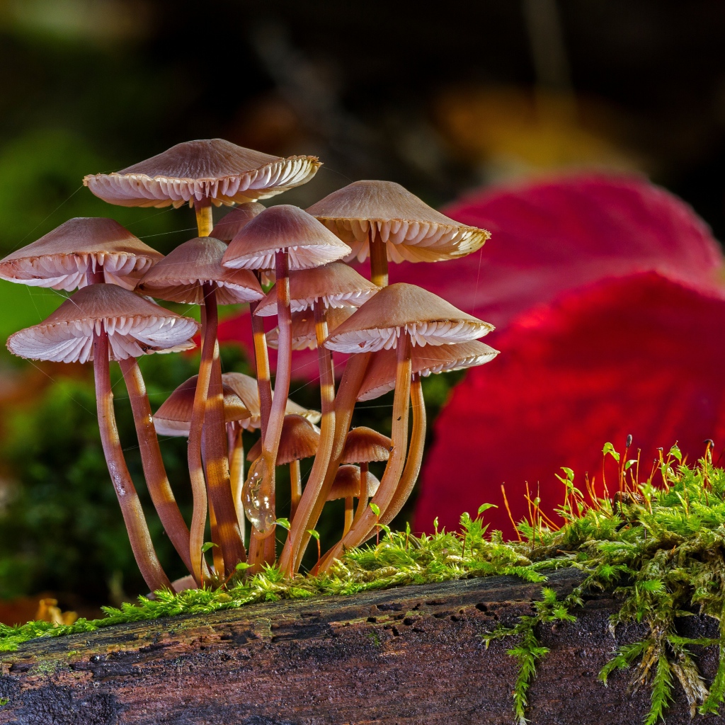 Маленькие грибы растут на сухом дереве покрытом зеленым мхом