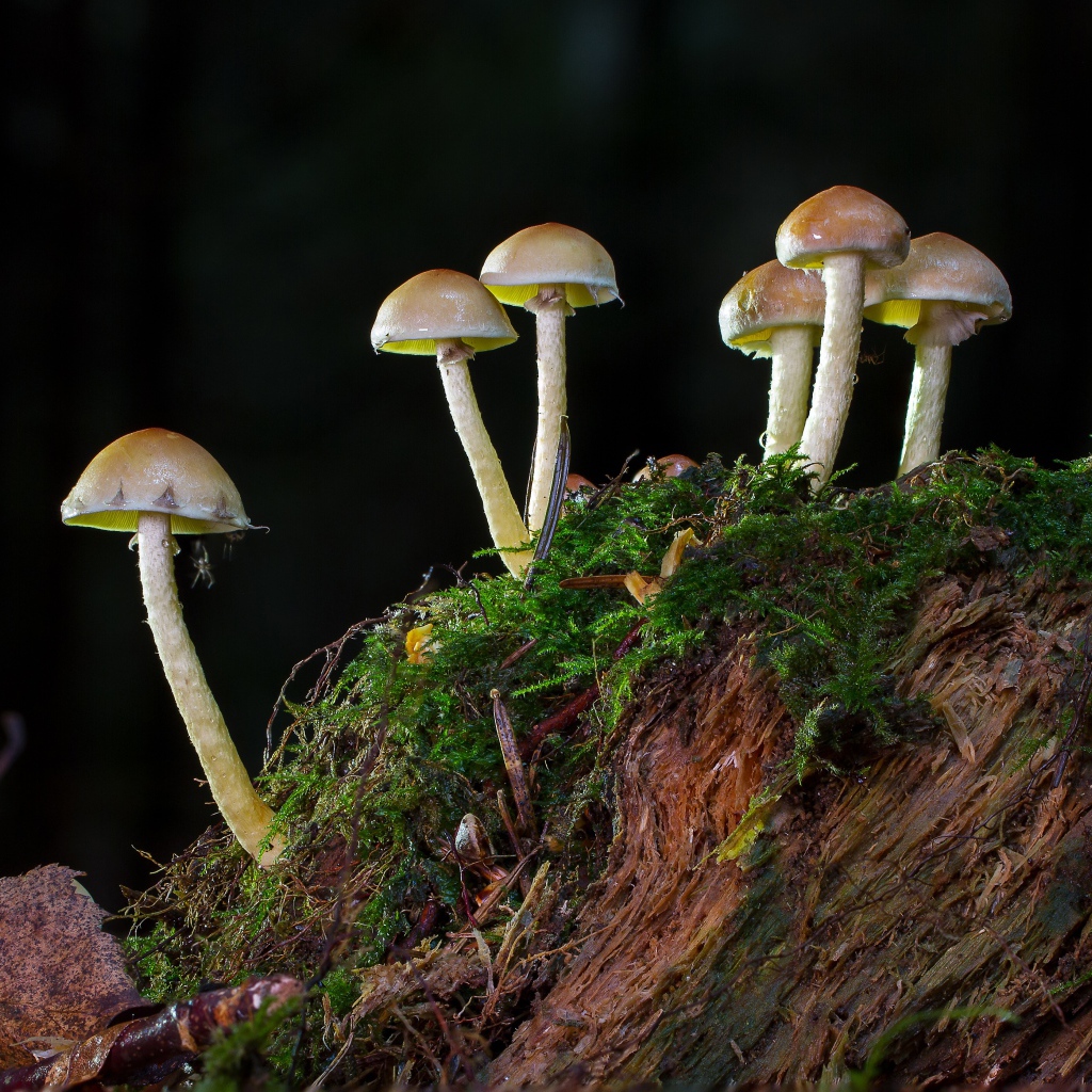 Small mushrooms grow on a moss-covered stump