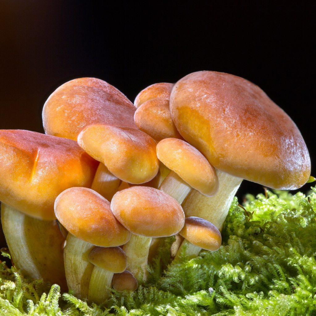 Семейство грибов растет в зеленом мху 