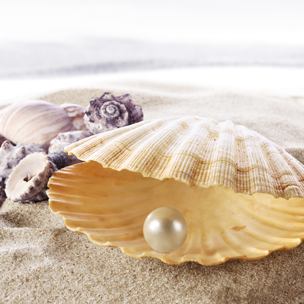 Морская красивая ракушка с белой жемчужиной внутри