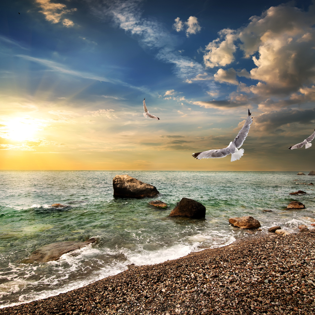 Чайки летают над морским берегом на закате солнца