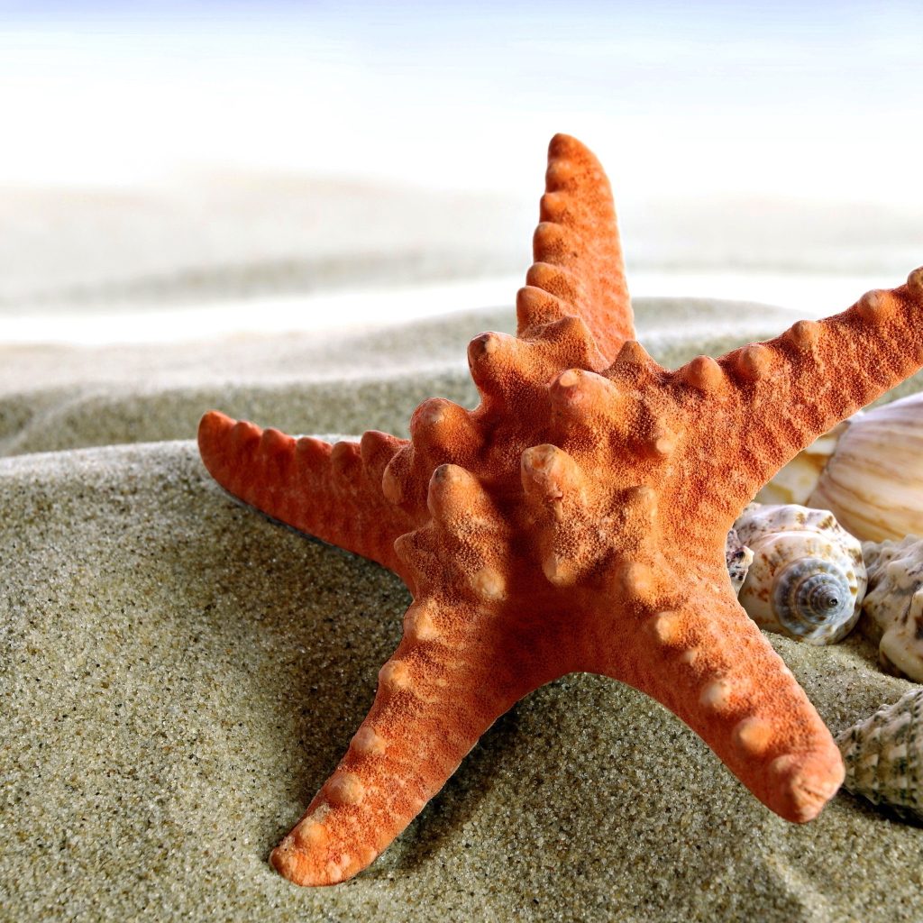Starfish and seashells on sand closeup