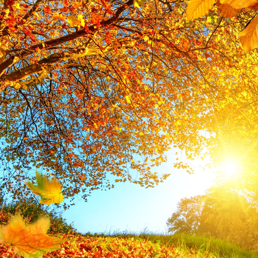 Яркое солнце пробивается сквозь желтые листья деревьев осенью