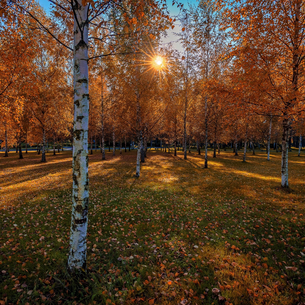 Солнце пробивается сквозь березовые деревья в осеннем парке