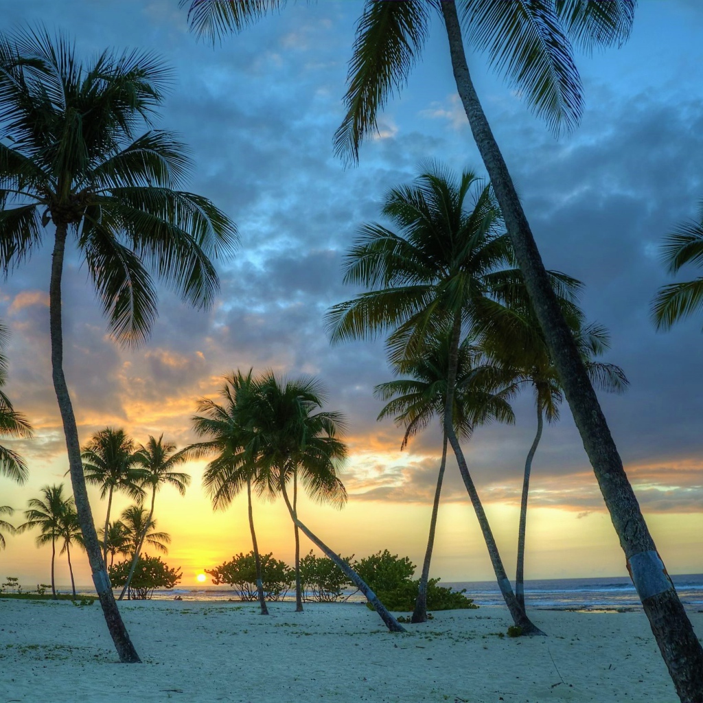 Пальмы на белом песке на закате солнца у океана