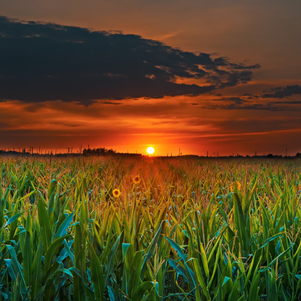 Закат летнего солнца над кукурузным полем