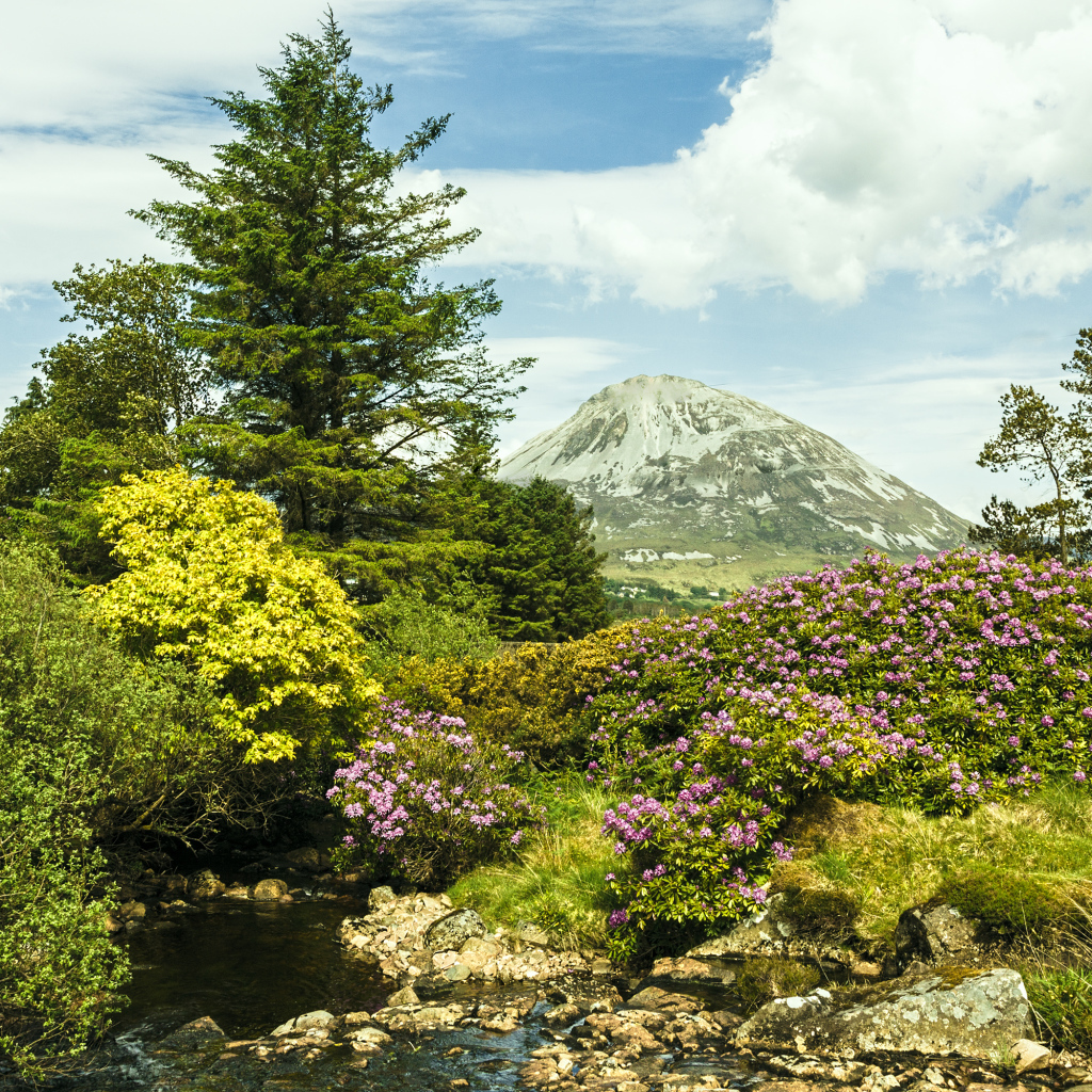 Красивая цветущая природа и ручей на фоне горы 