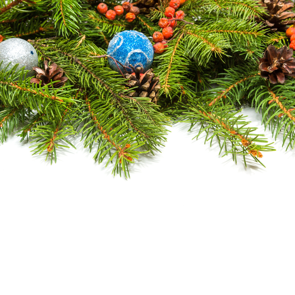 Еловые ветки на белом фоне, шаблон для новогодней открытки