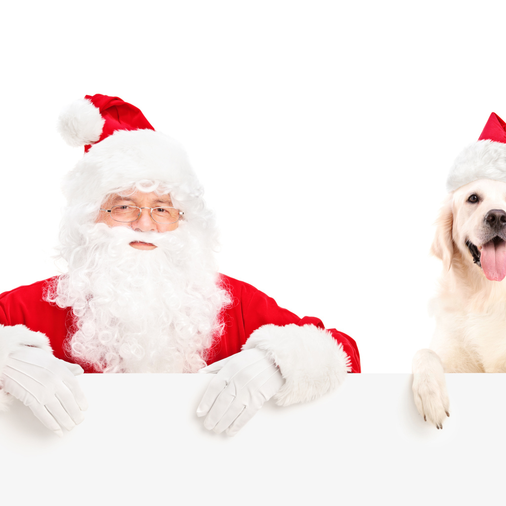 Дед Мороз с собакой породы золотистый ретривер на Новый год 2018