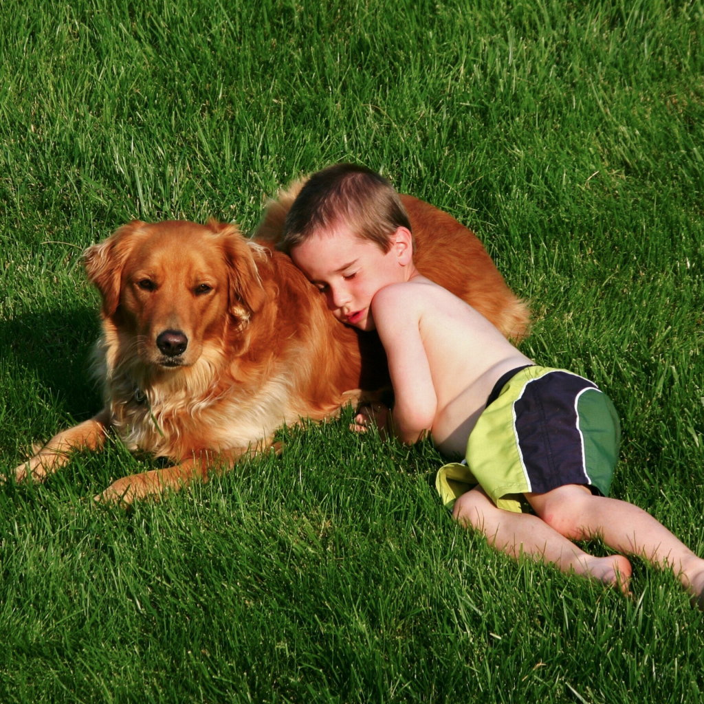 Маленький мальчик спит с золотистым ретривером на зеленой траве
