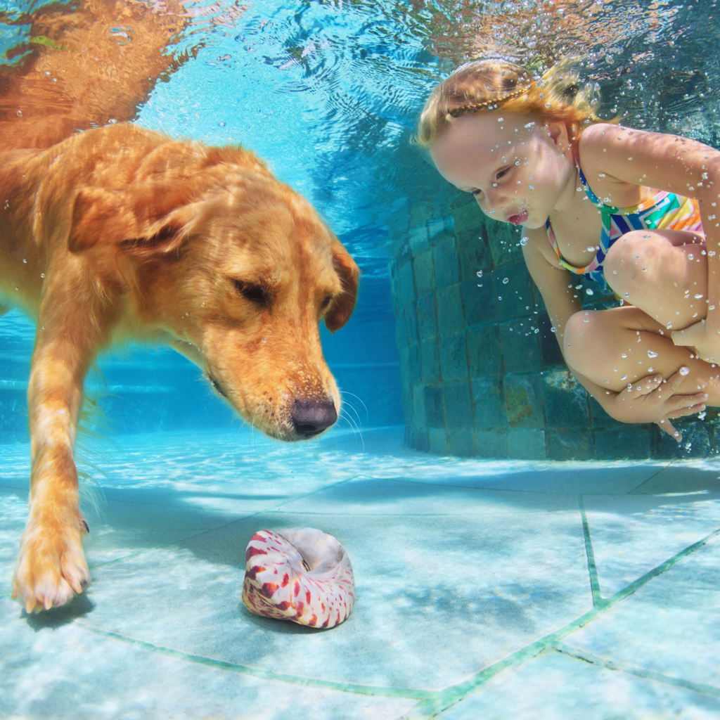 Маленькая девочка плавает в бассейне с большой рыжей собакой