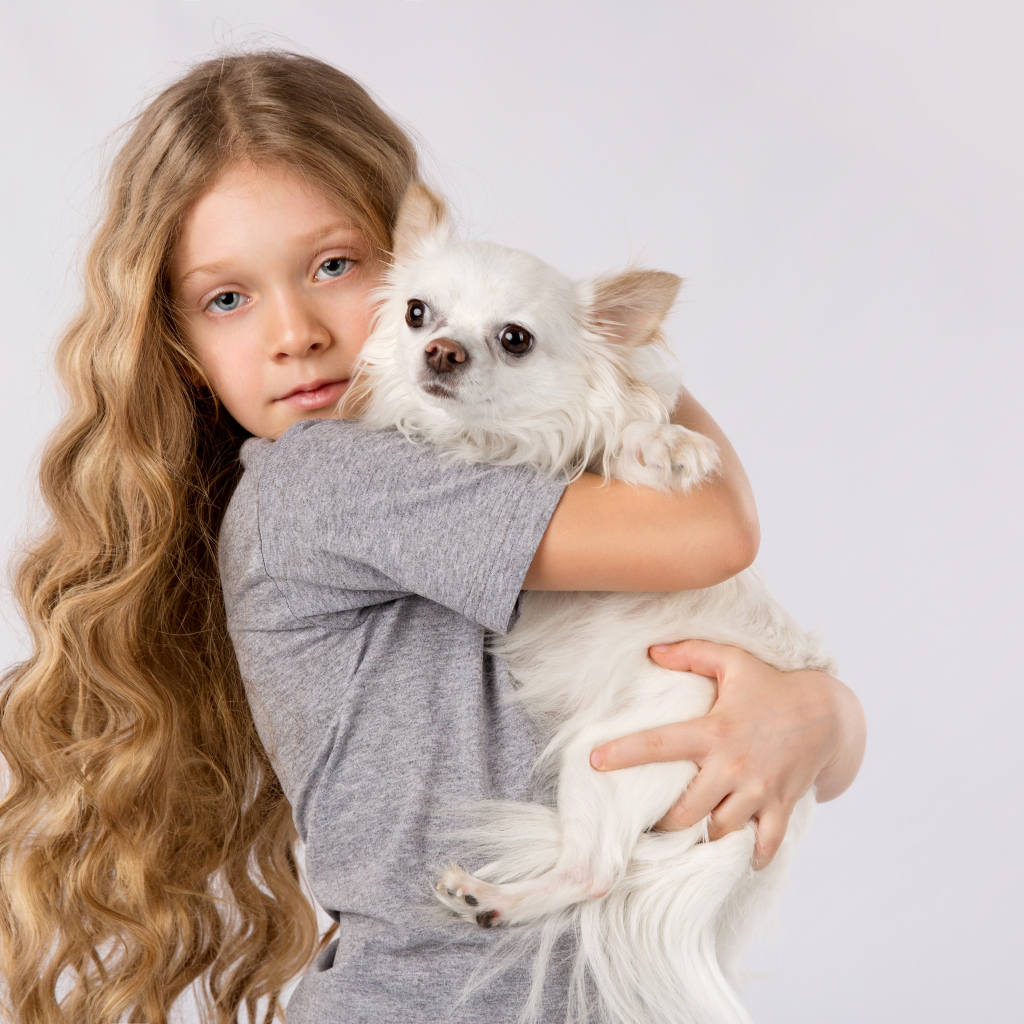 Голубоглазая девочка с белым чихуахуа в руках