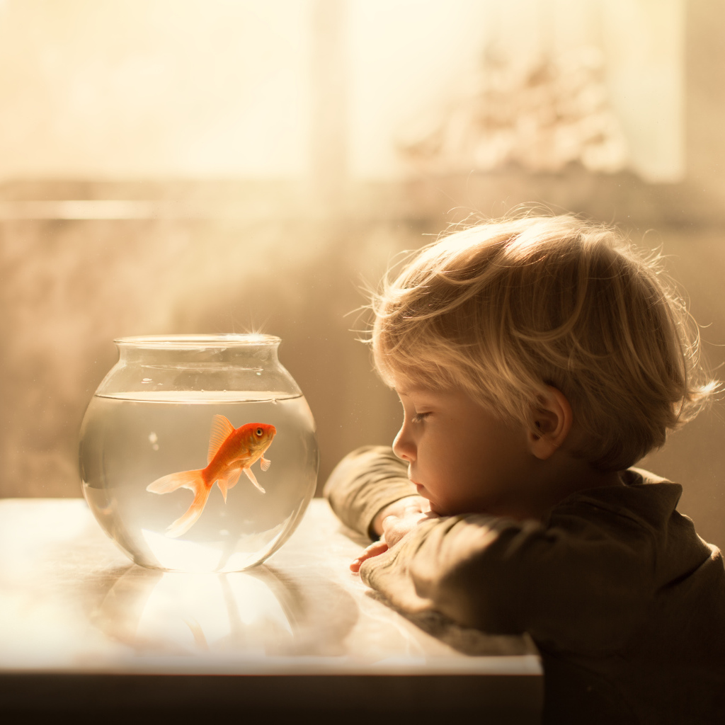 Маленький мальчик смотрит на аквариум с золотой рыбкой