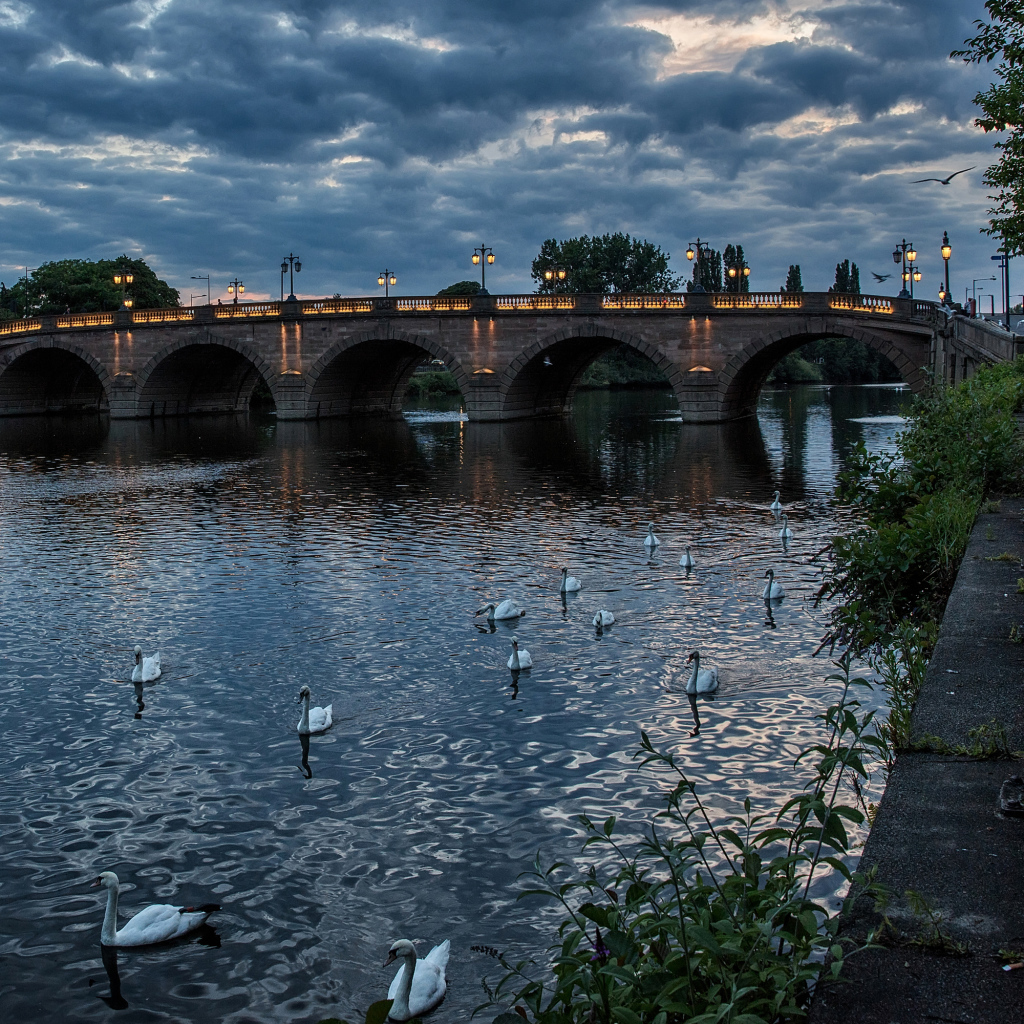 Белые лебеди плавают в реке у вечернего моста, Англия