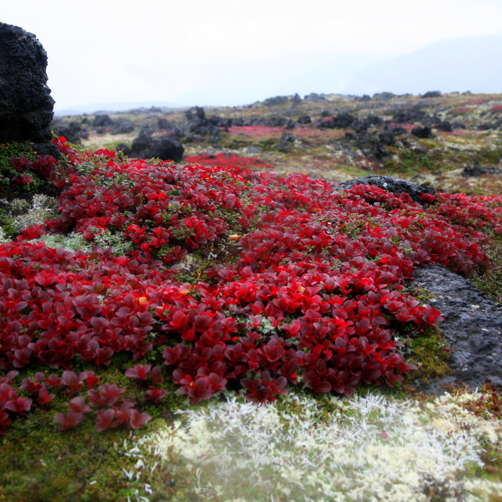 Красочная природа Камчатки,  Россия 