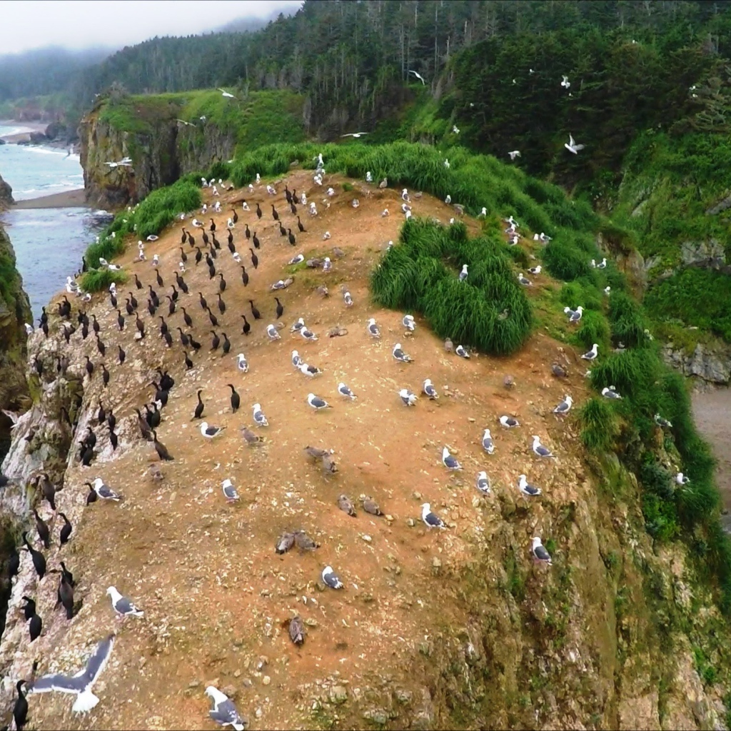 Колонии птиц. Мыс Великан, Сахалин. Россия 