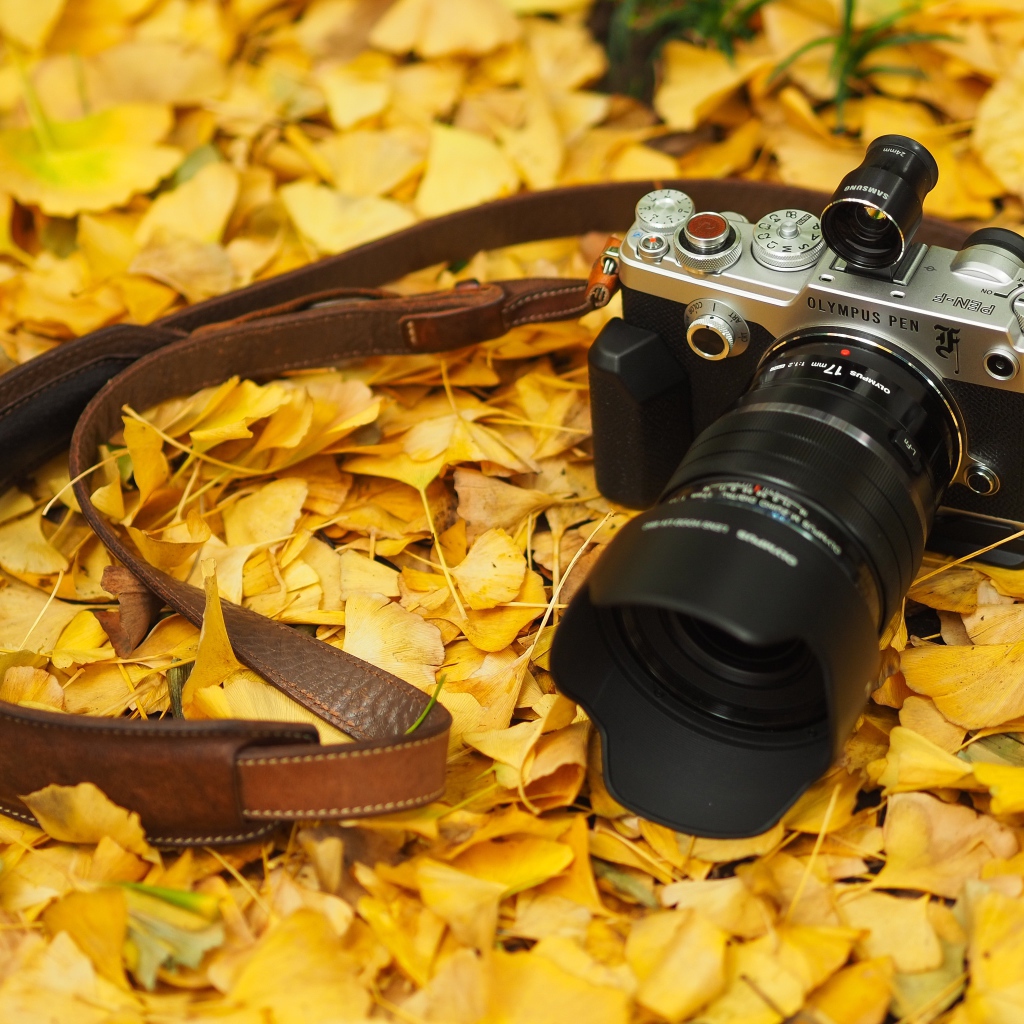 Фотоаппарат Olympus Pen-F лежит на желтой осенней листве