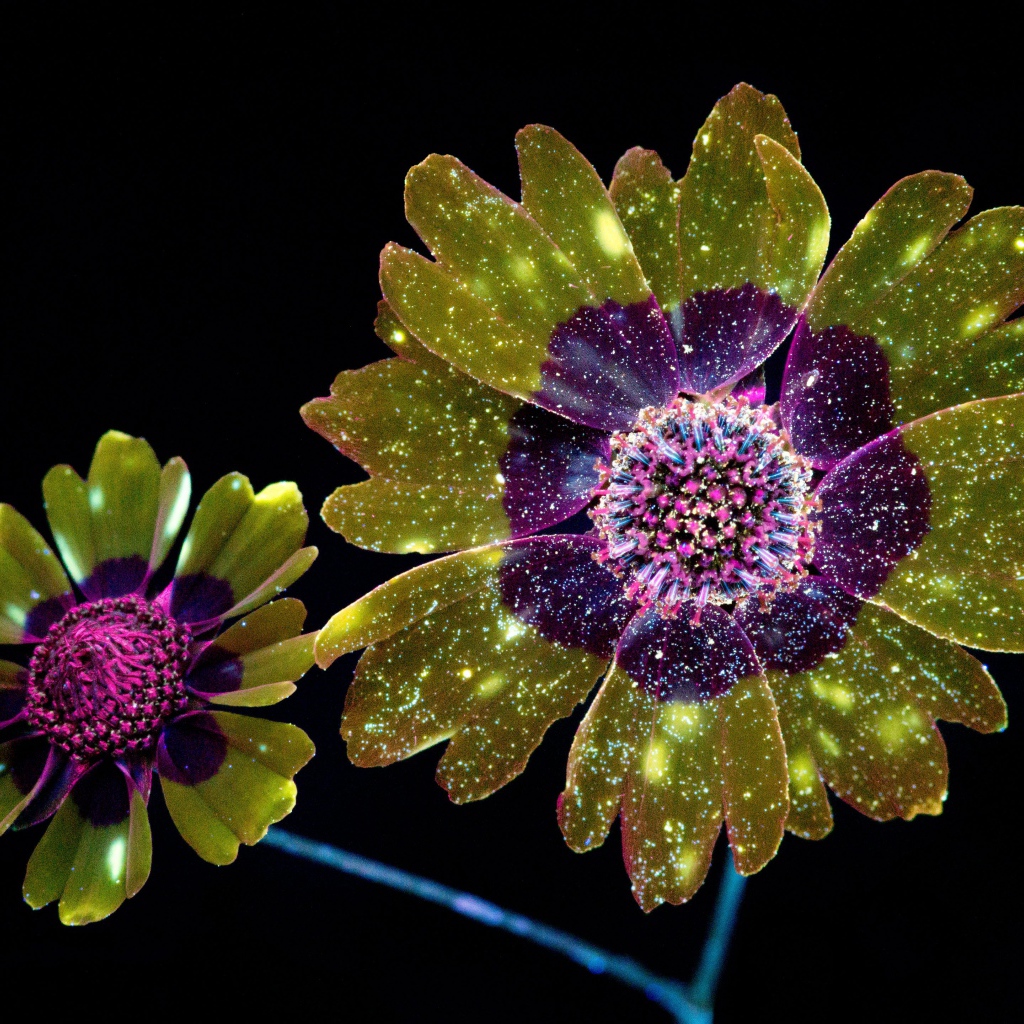 Фантастические цветы на черном фоне, 3д графика